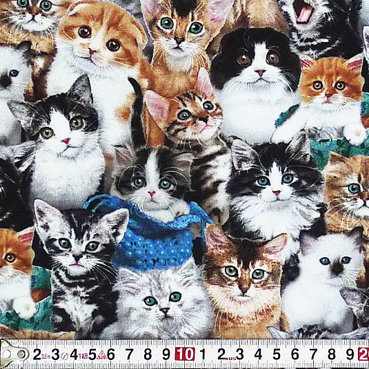 子猫たち オールオーバー