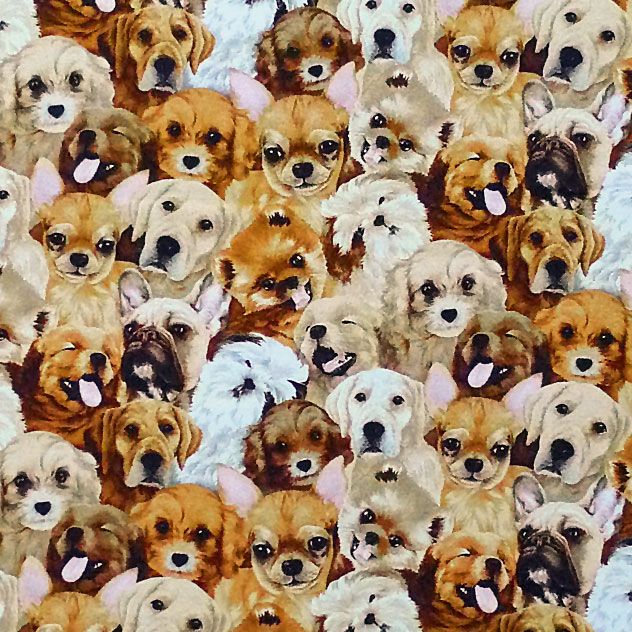 首をかしげるポメやシーズーもいる犬のポートレート