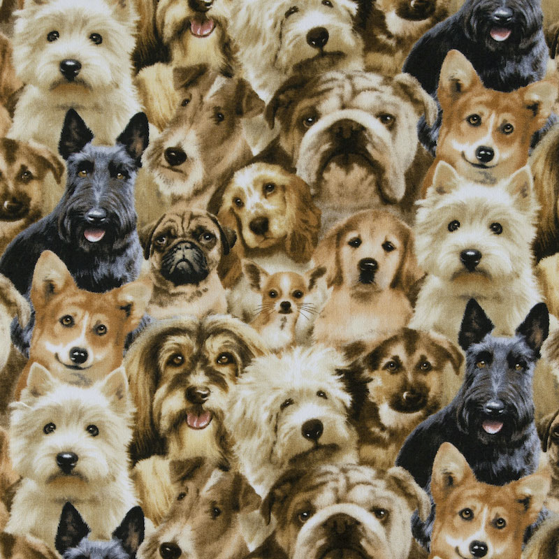テリア、コーギーなど 犬たち