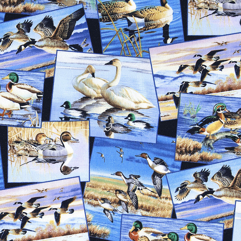 鴨、白鳥、おしどり フォトコラージュ